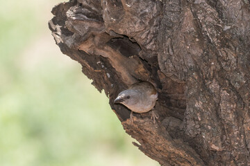 Southern Grey-headed sparrow at its nest - a hollow in a tree trunk.
