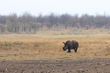 Rhino approaching waterhole in the early morning mist, Kruger Park