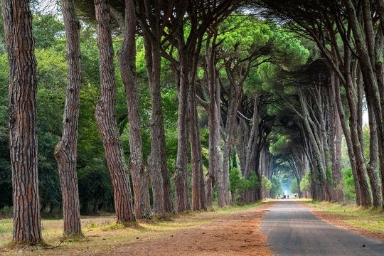 Tranquil Tree-Lined Pathway in Pisa, Italy