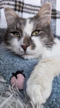 Vertical portrait clip of a sick domestic cat resting with paw on a blue pillow