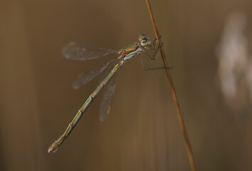 Emerald damselfly or Common spreadwing, Lestes sponsa, sitting on a dry plant. Field, autumn