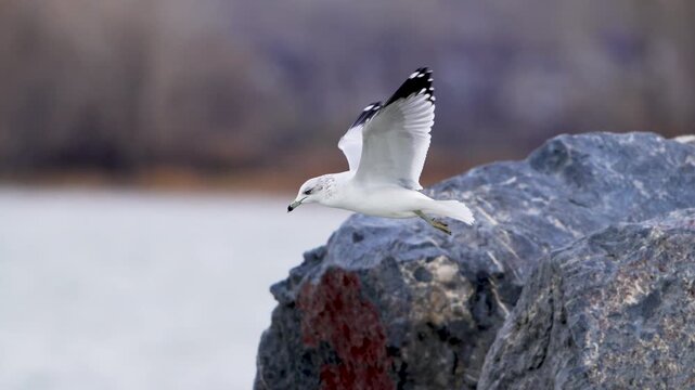 Seagull hovering low above the shoreline in the breeze at Utah Lake in slow motion.