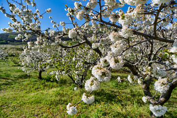 cherry blossom details in the jerte valley in spring, spain