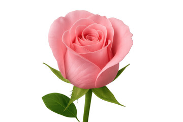 Fototapeta premium Pink rose flower bud with green stem