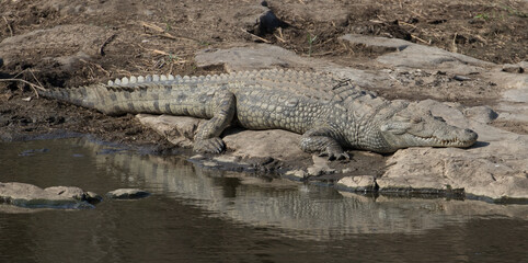Crocodile at Sweni Hide, Kruger Park