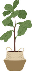 Fototapeta premium Fiddle leaf fig houseplant in woven basket illustration