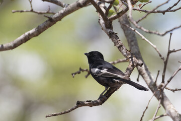 Southern black tit looking for insects early morning
