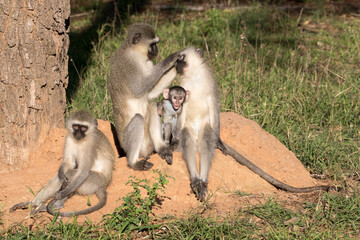 Allo grooming by vervets is a daily practice.