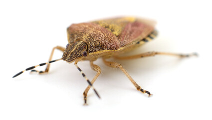 Stink bug isolated on white background macro
