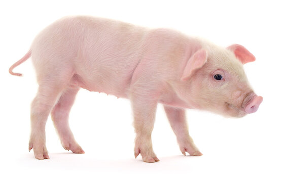Small pink piglet isolated on white background