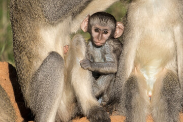 Baby vervets look very cute - but this belies the trouble they can cause in camps once habituated to humans.