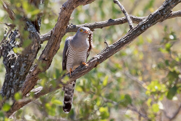 African cuckoo with its typical prey, a hairy caterpillar