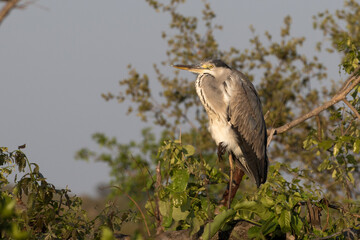 Ardea cinerea,a Grey Heron photographed at its overnight resting spot