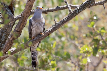 African cuckoo with its typical prey, a hairy caterpillar