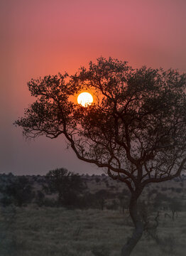 View of a fiery sunset bleeding across the horizon, casting long shadows over the African savanna and silhouetting an acacia tree, Kruger National Park, Mpumalanga, South Africa.