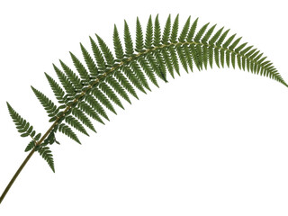 Isolated fern frond on plain backdrop with curved stem and vivid green pinnules for botanical art