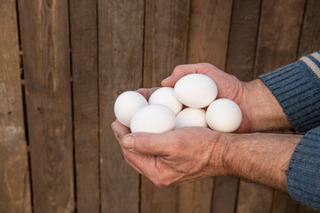 Elderly male farmer hands holding chicken eggs collected in hen house, against barn wall or wooden grunge fence background. Rustic outdoor setting