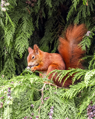 Red Squirrel on Tree Branch Eating – Cute Wildlife Animal Portrait

Niedliches Eichhörnchen in natürlicher Umgebung – Waldtier in Aktion