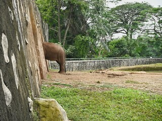 Animals and the environment. Half of an elephant is behind a wall. An elephant is hiding behind a wall.