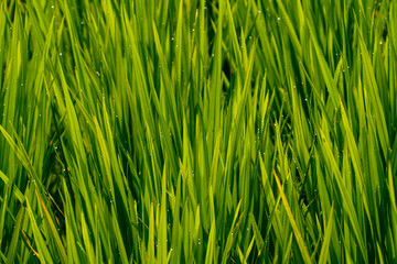 green rice leaves in a field, shimmering with water droplets in the morning sun