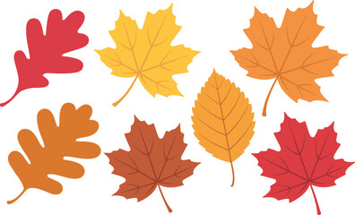 Colorful autumn leaves collection of different types on white background