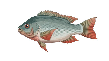 fish on a white background vector