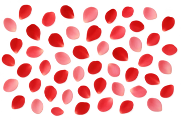 Red and pink rose petals falling transparent background