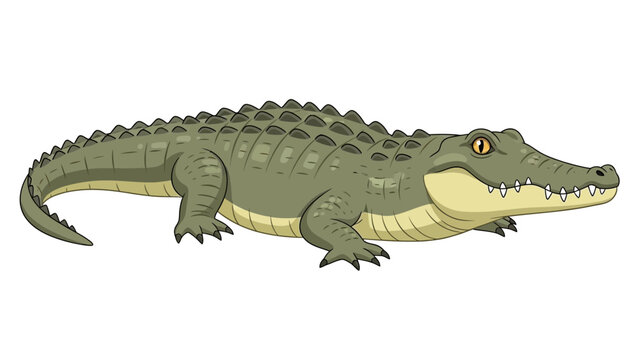 crocodile isolated on white background vector