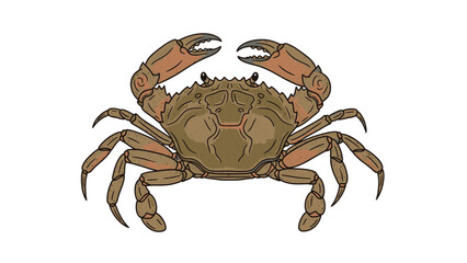 crab on white background vector