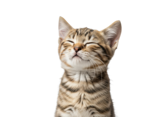 a tiny, 8-week-old brown tabby domestic shorthair kitten sitting relaxed with eyes closed in serene contentment on a high-key transparent background for copy space. concept of idealized pet happiness
