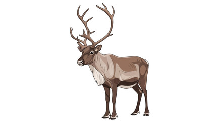 deer isolated on white background