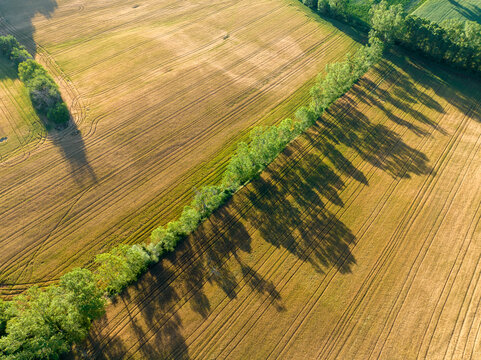 Aerial view of golden fields divided by a vibrant green line of trees casting long shadows, Spoleto, Umbria, Italy.