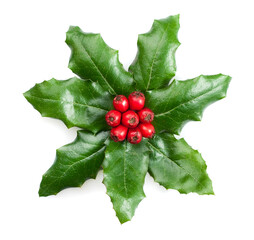 Holly berry leaves. Christmas decoration on white background