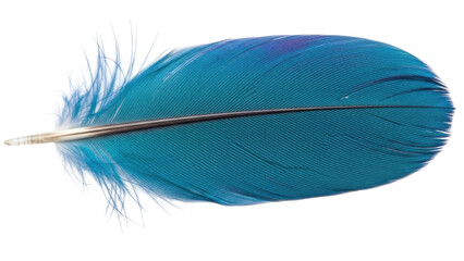 Isolated beautiful blue feather plumage quill avian bird detail texture element design nature