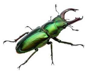 Isolated iridescent stag beetle in front view, green beetle with large brown pinchers