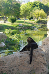 A cat relaxing in a park in Antalya, Turkey