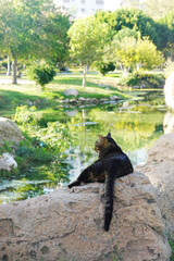 A cat relaxing in a park in Antalya, Turkey