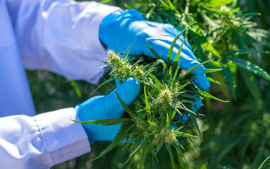 A doctor holding a medical cannabis study. Selective focus.