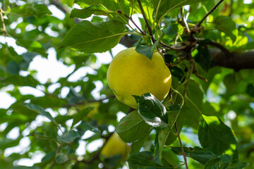 An apple on a tree in an orchard. Selective focus.