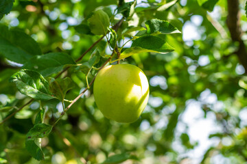 An apple on a tree in an orchard. Selective focus.