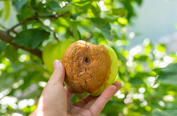 A rotten apple in the garden. Selective focus.
