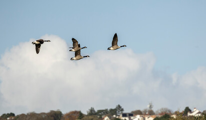 Four Canada Geese Branta canadensis In V Formation Flying Over Open Sky With Clouds And Farmland
