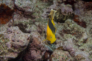 Obraz premium Rock Beauty Angelfish Juvenile Phase Holacanthus Tricolor with Copy-Space