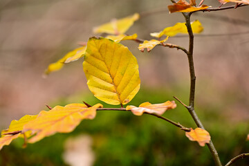 A close-up of a vibrant yellow beech leaf clinging to a twig against a blurred background of green moss and brown forest floor. A warm detail from the Utrechtse Heuvelrug.