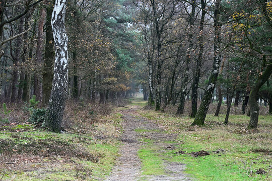 A path leads through a mixed forest avenue, marked by striking white birch trunks and muted winter greenery. A quiet morning scene on the Utrechtse Heuvelrug. - Powered by Adobe