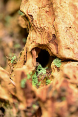 A macro shot detailing a tiny, dark hole nestled in rough, weathered wood, accented by patches of bright green lichen. A damp detail from the Utrechtse Heuvelrug.