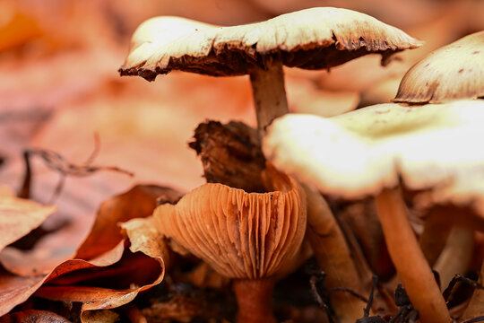 A close-up of small, light brown mushrooms on a bed of dry, reddish-orange leaves. A damp detail from a forest floor on the Utrechtse Heuvelrug.