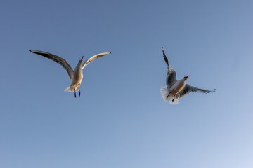 Two seagulls flying in clear sky. Motion and freedom.