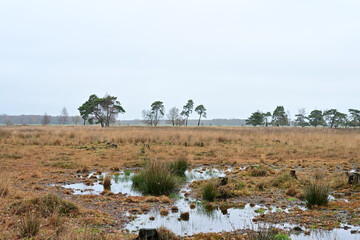 A stark winter landscape of a high moor near Turnhout features a small, tranquil pond surrounded by russet-colored grass and low-lying shrubs under a somber, grey sky.