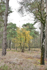 Fototapeta premium A small birch tree with bright yellow leaves stands centered between two large pine trunks in a damp forest. The ground is covered with sparse, dry russet grass and pine needles.